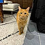 Couscous a rejoint le concours — aidez-le/la à gagner de superbes lots ! cat, orange_tabby, indoor, carpet, rug, furniture, chair, wooden_cabinet, coat, floor_tiles, pet, curious, looking_at_camera, domestic_animal, whiskers, ears, paws, living_room, home, cozy