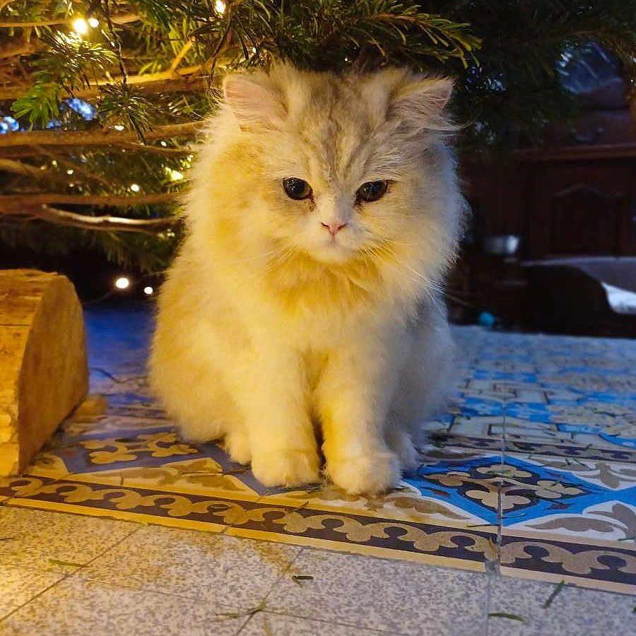 Willow a rejoint le concours — aidez-le/la à gagner de superbes lots ! angora, animal, architecture, building, cat, conifer, flower, herbal, herbs, kitten, lighting, manx, outdoors, pet, plant, pottedplant, shelter, slate, tree, wood