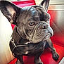 brown_eyes, canine, close_up, collar, dog, ears, expression, french_bulldog, indoor, leash, leather_seat, muzzle, paws, pet, portrait, red_seat, sitting, studio_light, texture, wrinkles