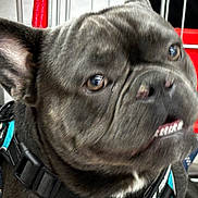 Little Bit is registered to the contest to win money with this photo: black_fur, brown_eyes, close_up, curious, cute, dog, ear, face, french_bulldog, fur, harness, indoor, leash, metal_bars, pet, portrait, red_plastic, shopping_cart, teeth, wrinkled_skin