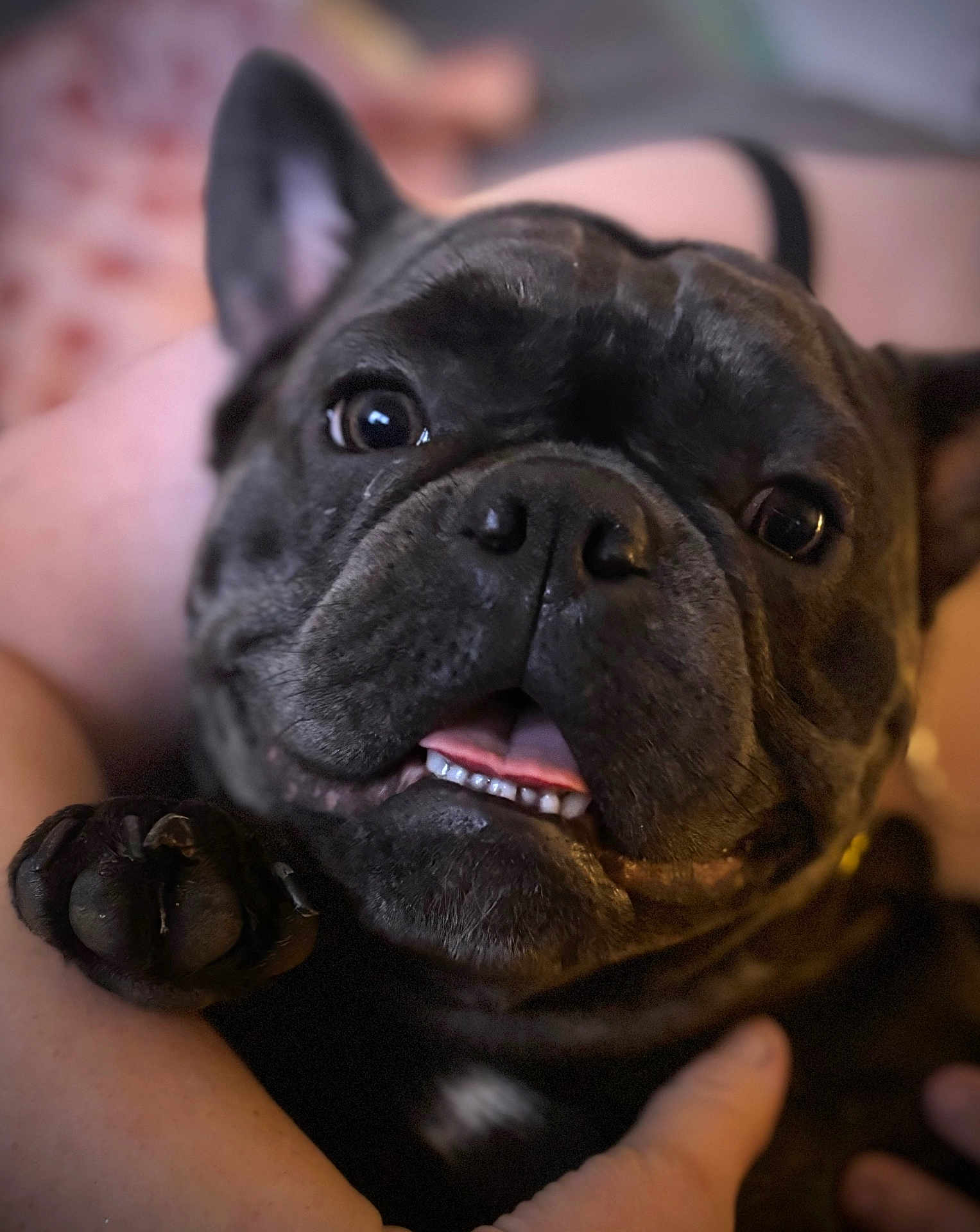 Little Bit is registered to the contest to win money with this photo: adorable, black_fur, bokeh, close_up, cuddling, dog, ear, eyes, french_bulldog, human_hand, indoor, mouth, nose, paw, pet, portrait, shallow_depth_of_field, teeth, tongue, wrinkled_face