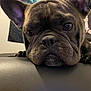 Little Bit joined the competition — help win amazing prizes! close_up, couch, dog, ears, eyes, face, french_bulldog, indoor, leather, looking_up, muzzle, nose, paw, pet, portrait, poster, sofa, tapestry, wall, wrinkled_face