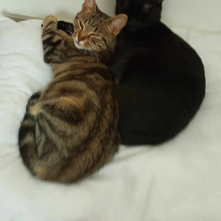 Figaro Et Bella participe au concours pour gagner de l'argent avec cette photo : cat, tabby_cat, black_cat, pets, animal, feline, resting, cushion, indoor, cozy, sleepy, cute, companionship, fur, whiskers, relaxing, floor, domestic, two_animals, bond