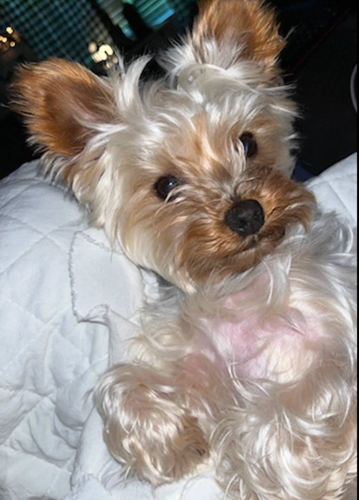 Bacon joined the competition — help win amazing prizes! biewer_terrier, canidae, carnivore, companion_dog, dog, dog_breed, dog_supply, ear, fawn, fur, liver, maltepoo, non_sporting_group, small_terrier, snout, sporting_group, terrier, toy_dog, working_animal, yorkipoo