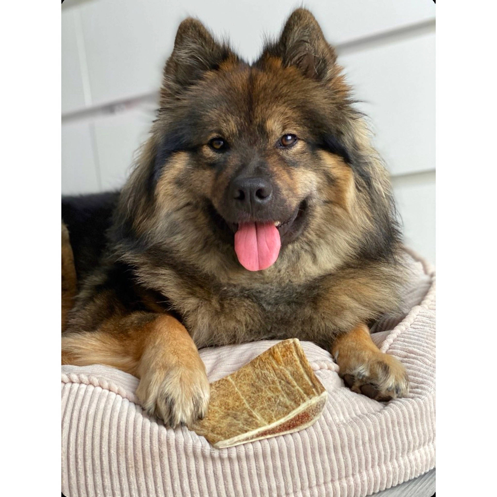 Peach participe au concours pour gagner de l'argent avec cette photo : canidae, carnivore, companion_dog, dog, dog_breed, fawn, fur, german_shepherd_dog, happy, jaw, paw, rectangle, serveware, snout, sporting_group, tableware, terrestrial_animal, whiskers, working_animal, working_dog