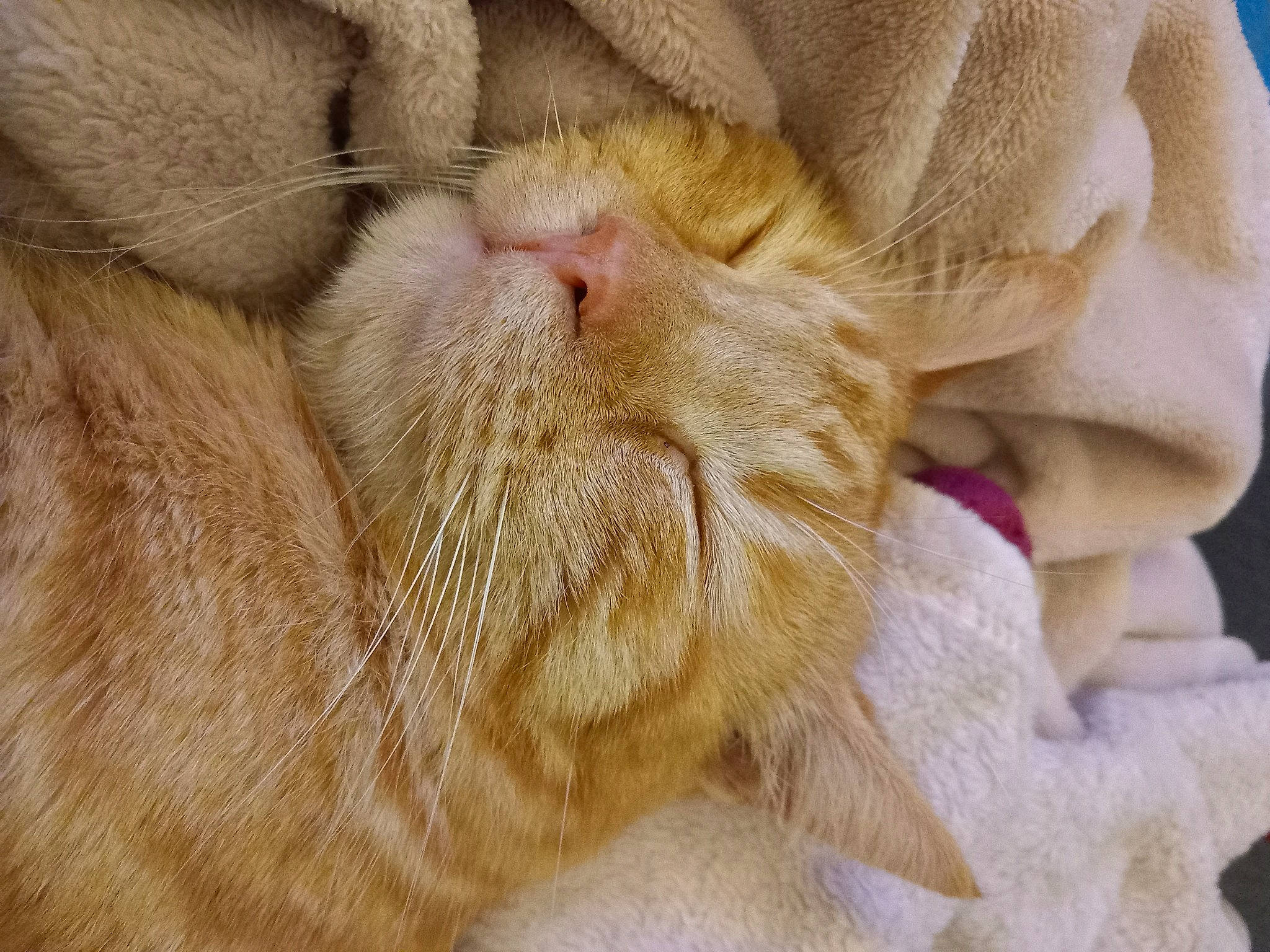 Pacha a rejoint le concours — aidez-le/la à gagner de superbes lots ! carnivore, cat, claw, comfort, domestic_short_haired_cat, ear, eye, fawn, felidae, fur, nap, paw, sleep, small_to_medium_sized_cats, snout, tail, whiskers, wrinkle