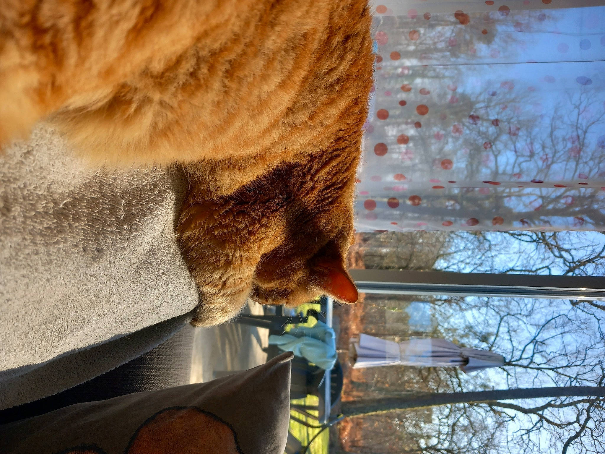 Pacha participe au concours pour gagner de l'argent avec cette photo : art, carnivore, door, fawn, felidae, fur, plant, small_to_medium_sized_cats, snout, sporting_group, tail, terrestrial_animal, tints_and_shades, tree, trunk, water, whiskers, wildlife, window, wood