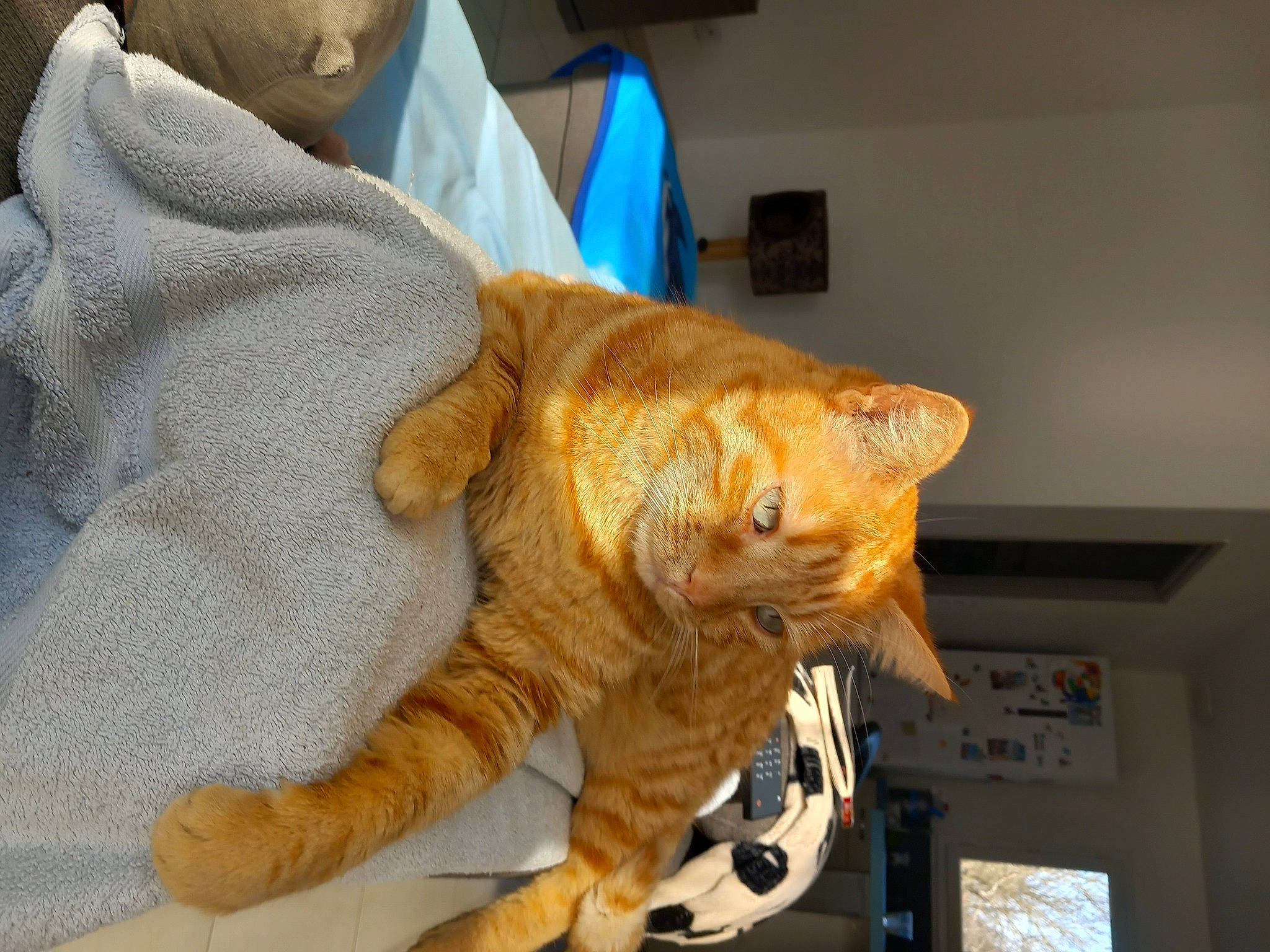 Pacha participe au concours pour gagner de l'argent avec cette photo : art, carnivore, cat, claw, comfort, domestic_short_haired_cat, fawn, felidae, flooring, fur, picture_frame, small_to_medium_sized_cats, snout, tail, terrestrial_animal, whiskers, wood