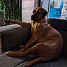 dog, lounge, couch, indoor, pet, brown_dog, relaxed, paw, furniture, home, animal, canine, resting, side_view, domestic, seat, living_room, companion, houseplant, window