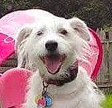 Harrison is registered to the contest to win money with this photo: art, canidae, carnivore, companion_dog, dog, dog_breed, event, fur, snout, sporting_group, terrier, working_animal