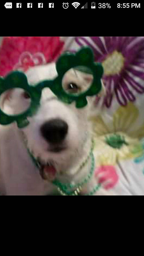 Harrison is registered to the contest to win money with this photo: canidae, carnivore, collar, companion_dog, dog, dog_breed, dog_collar, eyewear, flower, font, happy, mammal, snout, sporting_group, stuffed_toy, toy_dog, vertebrate, vision_care, whiskers, working_animal