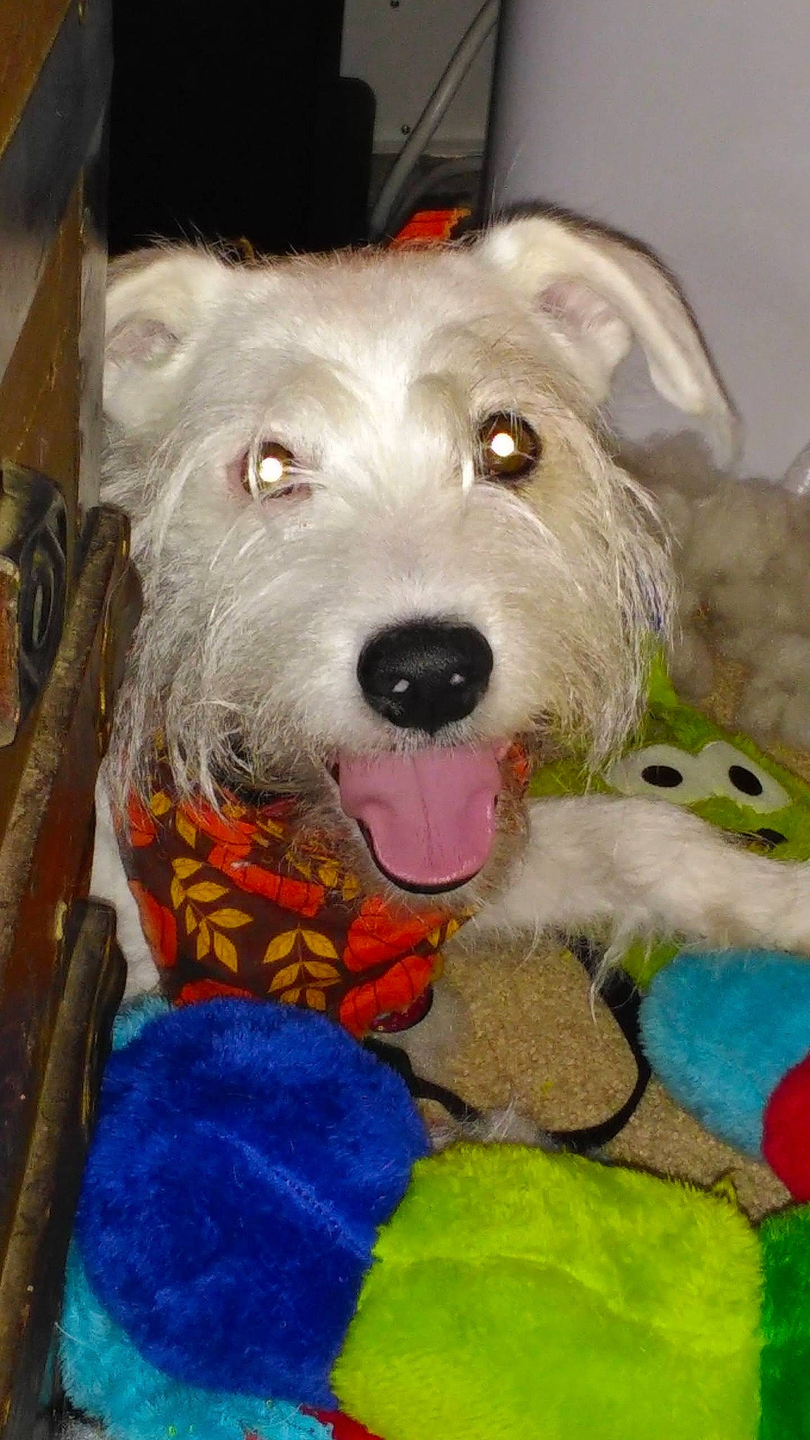 Harrison is registered to the contest to win money with this photo: art, canidae, carnivore, collar, companion_dog, dog, dog_breed, dog_collar, dog_supply, fur, leash, paw, pet_supply, puppy, smile, snout, sporting_group, terrier, whiskers, working_animal