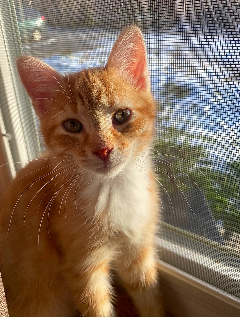 Boots is registered to the contest to win money with this photo: animal_shelter, cage, carnivore, cat, claw, domestic_short_haired_cat, fawn, felidae, fur, mesh, paw, pet_supply, small_to_medium_sized_cats, snout, tail, terrestrial_animal, whiskers, window