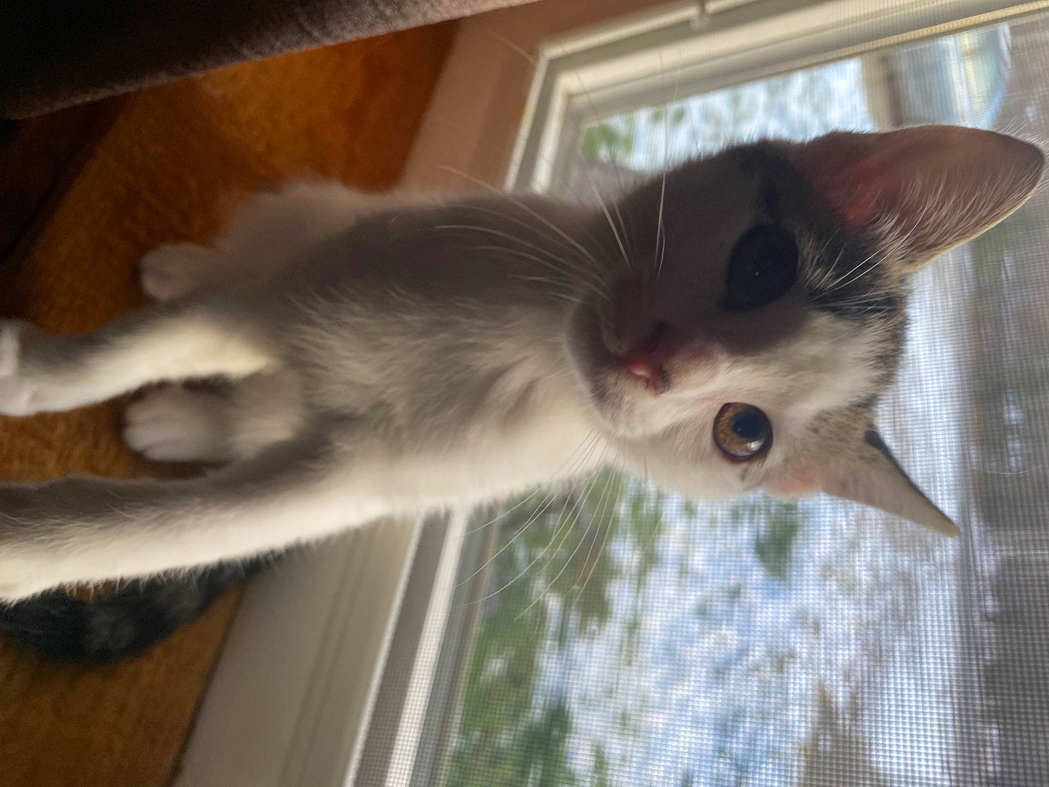 Bugsy is registered to the contest to win money with this photo: balance, carnivore, cat, devon_rex, dog_breed, domestic_short_haired_cat, fawn, felidae, fur, paw, small_to_medium_sized_cats, tail, terrestrial_animal, whiskers