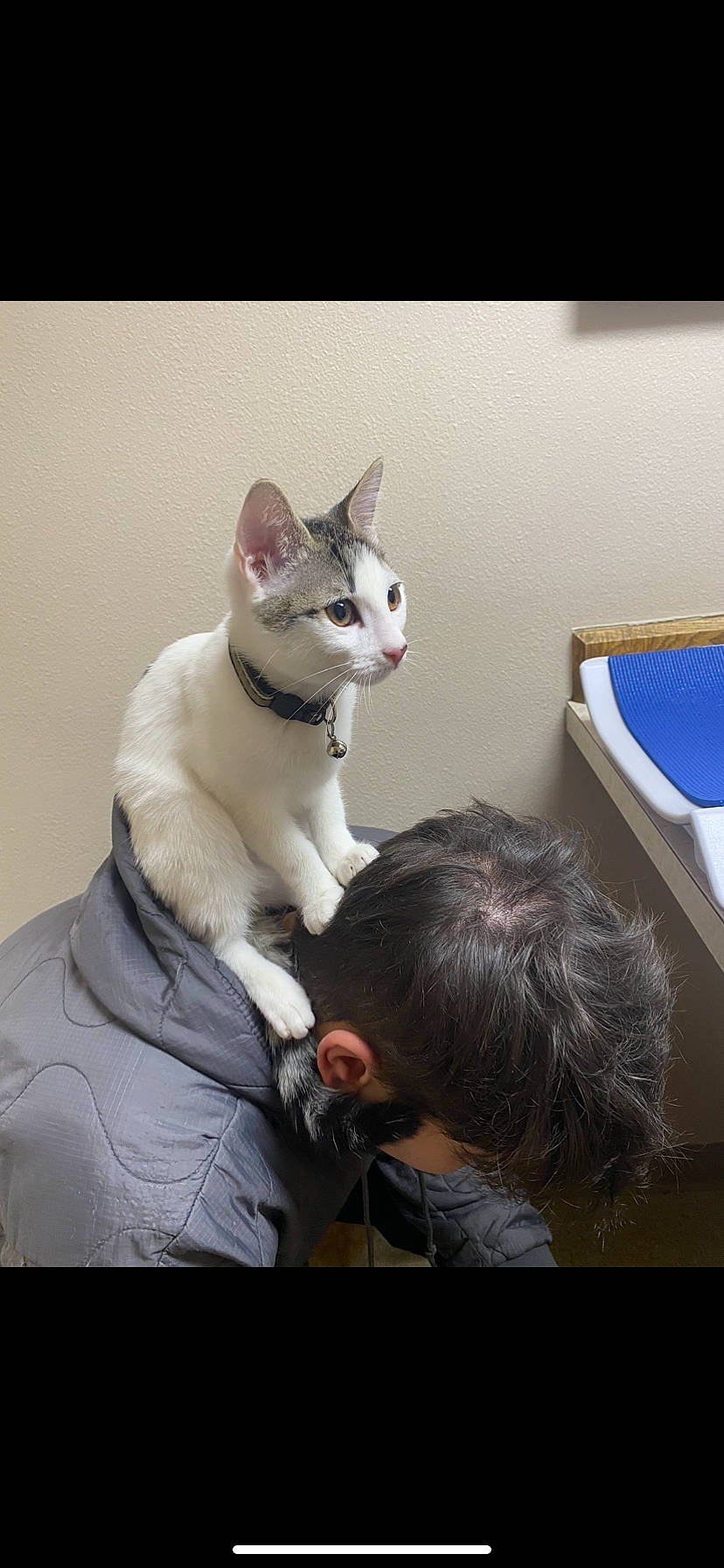 Bugsy is registered to the contest to win money with this photo: box, carnivore, cat, comfort, domestic_short_haired_cat, felidae, formal_wear, fur, gesture, jaw, paw, photo_caption, sitting, small_to_medium_sized_cats, snout, tail, whiskers