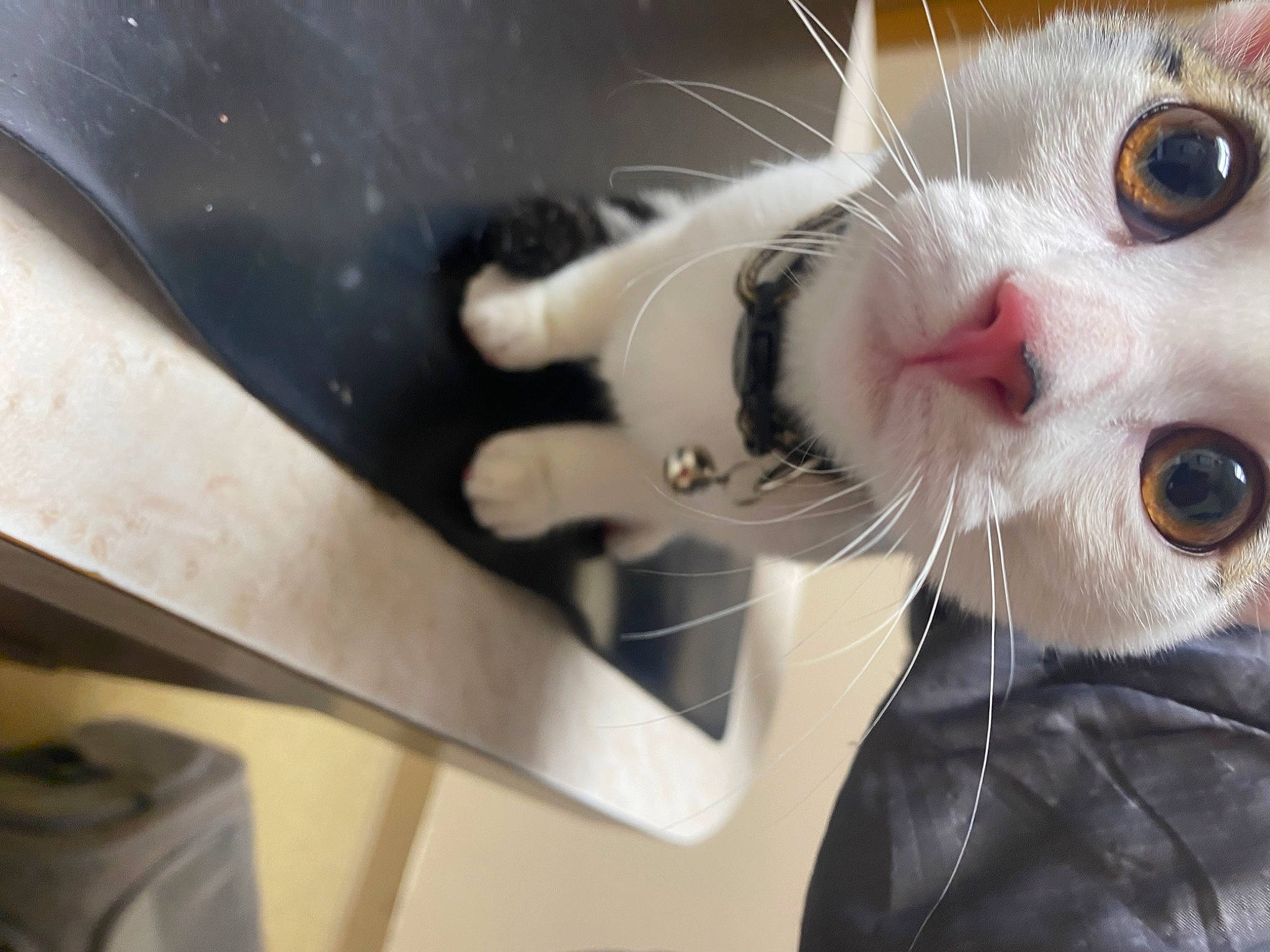 Bugsy joined the competition — help win amazing prizes! carnivore, cat, claw, collar, domestic_short_haired_cat, fawn, felidae, fur, paw, small_to_medium_sized_cats, snout, tail, vehicle_door, whiskers, windshield