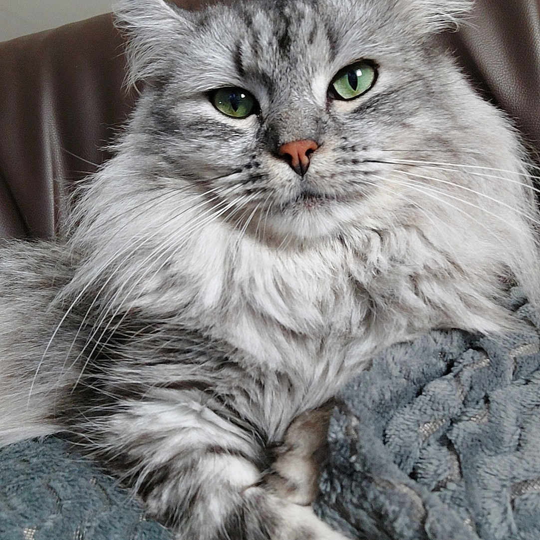 Tigrou a rejoint le concours — aidez-le/la à gagner de superbes lots ! abyssinian, angora, animal, architecture, armchair, blanket, building, cat, chair, couch, cushion, furniture, gray, homedecor, indoors, kitten, linen, manx, pet, siamese