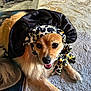 Princess joined the competition — help win amazing prizes! animal, black, bonnet, brown, carpet, cozy, cute, dog, domestic, face, fur, headwear, indoor, leopard_print, paw, pet, portrait, resting, smiling, white