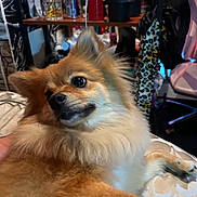 Princess joined the competition — help win amazing prizes! animal, background, brown_fur, canine, close_up, companion, curious, cute, dog, domestic, ears, face, fluffy, furniture, household_items, indoor, lying_down, mammal, pet, relaxed