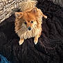 animal, bedroom, black_blanket, blanket, companion, cozy, curious, cute, dog, fluffy, fur, golden_fur, indoor, looking_up, paw, pet, resting, small_dog, stone_wall, tail