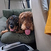 Pintxo a rejoint le concours — aidez-le/la à gagner de superbes lots ! airedale, animal, ball, canine, car, car_interior, carseat, couch, cushion, dog, football, furniture, homedecor, hound, pet, puppy, soccer, terrier, transportation, vehicle