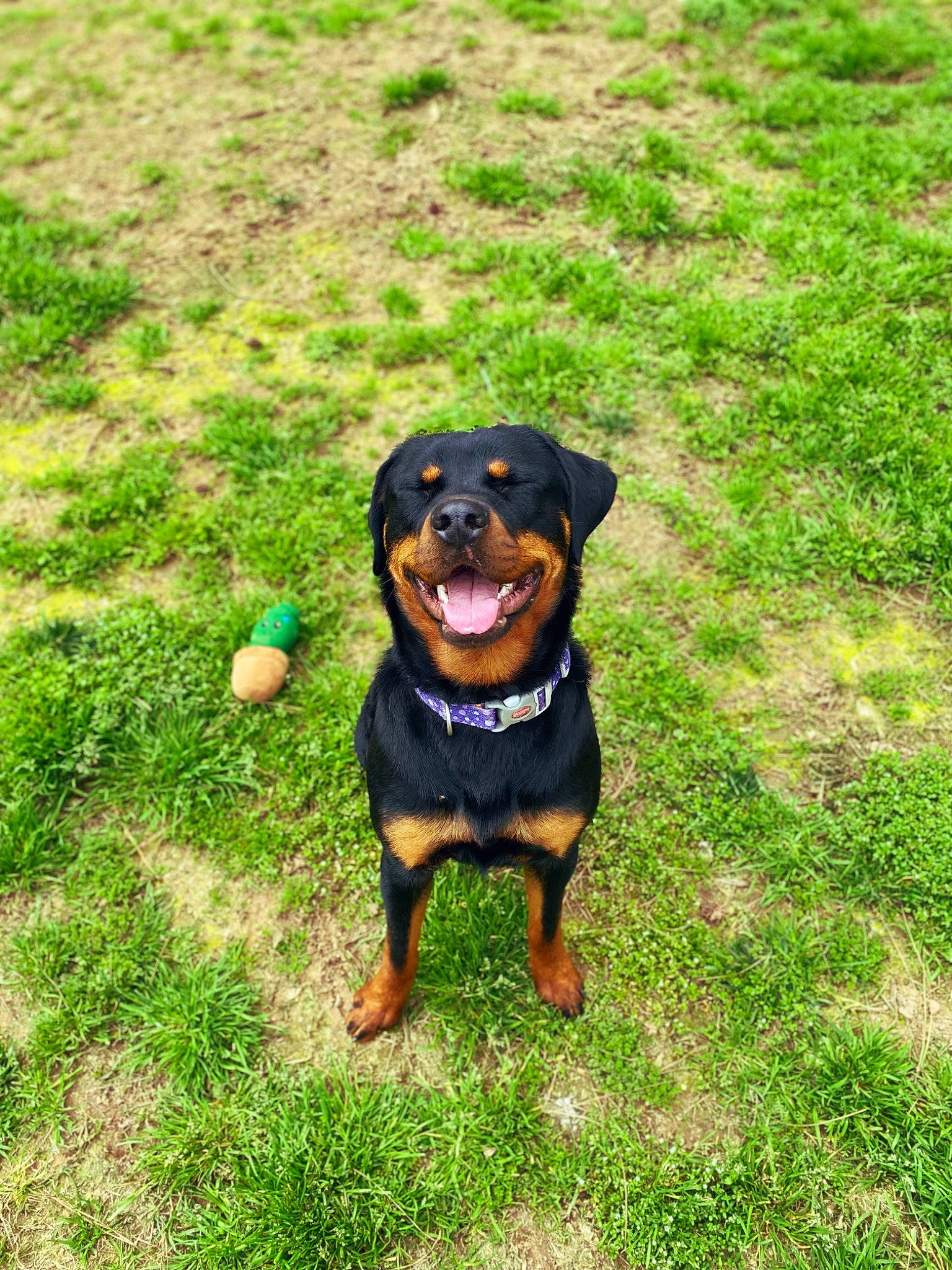Suki