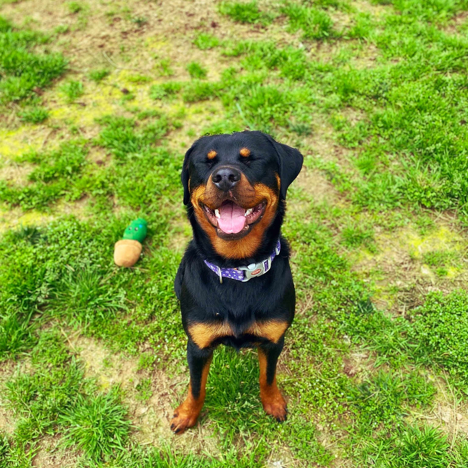 Suki