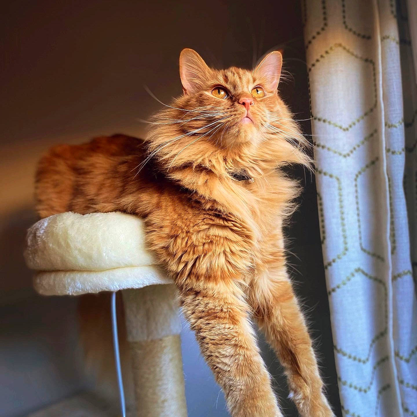 Cheddar