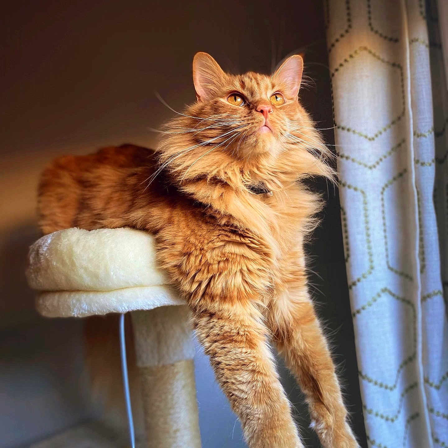 Cheddar