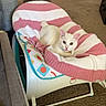 Gojo joined the competition — help win amazing prizes! animal, baby_rocker, blanket, box, carpet, cat, cozy, curious, cute, domestic_cat, floor, furniture, indoor, living_room, pet, pumpkin_decoration, relaxed, resting, striped_blanket, white_cat