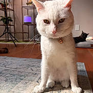 Gojo joined the competition — help win amazing prizes! white_cat, black_cat, indoor, rug, collar, bell, floor, sitting, pet_bed, shelf, plant, wood_floor, domestic_cat, feline, houseplant, fur, whiskers, relaxing, animal, portrait