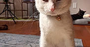 Gojo joined the competition — help win amazing prizes! white_cat, black_cat, indoor, rug, collar, bell, floor, sitting, pet_bed, shelf, plant, wood_floor, domestic_cat, feline, houseplant, fur, whiskers, relaxing, animal, portrait