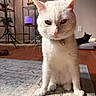 white_cat, black_cat, indoor, rug, collar, bell, floor, sitting, pet_bed, shelf, plant, wood_floor, domestic_cat, feline, houseplant, fur, whiskers, relaxing, animal, portrait