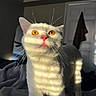 Gojo joined the competition — help win amazing prizes! cat, white_cat, orange_eyes, indoor, blanket, sunlight, shadow, striped_light, curious, pet, feline, whiskers, soft_texture, door, room, cozy, animal, standing, closeup, domestic_cat