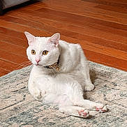 Gojo is registered to the contest to win money with this photo: animal, cat, collar, cozy, domestic_animal, fur, furniture, golden_eyes, household, indoor, mammal, paw, pet, pink_paw_pads, relaxed, rug, sitting, whiskers, white_cat, wooden_floor