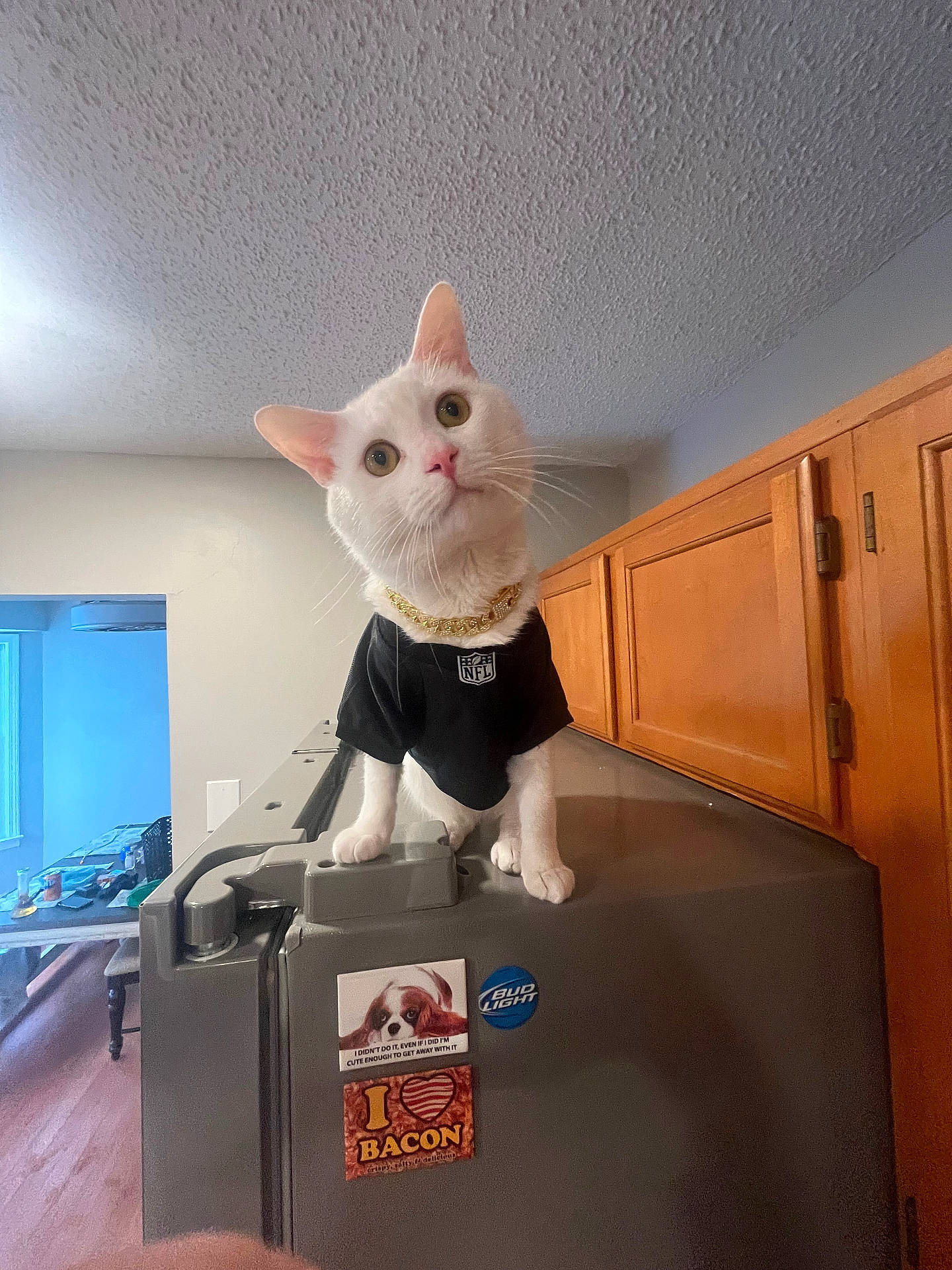 animal, appliance, cabinet, cat, clothing, curious, domestic_cat, feline, gold_chain, gray_appliance, head_tilt, household, indoor, kitchen, pet, room, sticker, table, white_cat, wooden_cabinet
