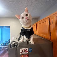Gojo joined the competition — help win amazing prizes! cat, white_cat, pet, indoor, kitchen, appliance, cabinet, gold_chain, clothing, curious, head_tilt, animal, feline, domestic_cat, household, gray_appliance, wooden_cabinet, room, table, sticker
