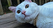 Gojo joined the competition — help win amazing prizes! cat, white_cat, close_up, outdoor, wooden_deck, golden_eyes, whiskers, fluffy, pet, collar, gold_chain, animal, curious, feline, portrait, domestic_cat, relaxed, nature, daylight, cute