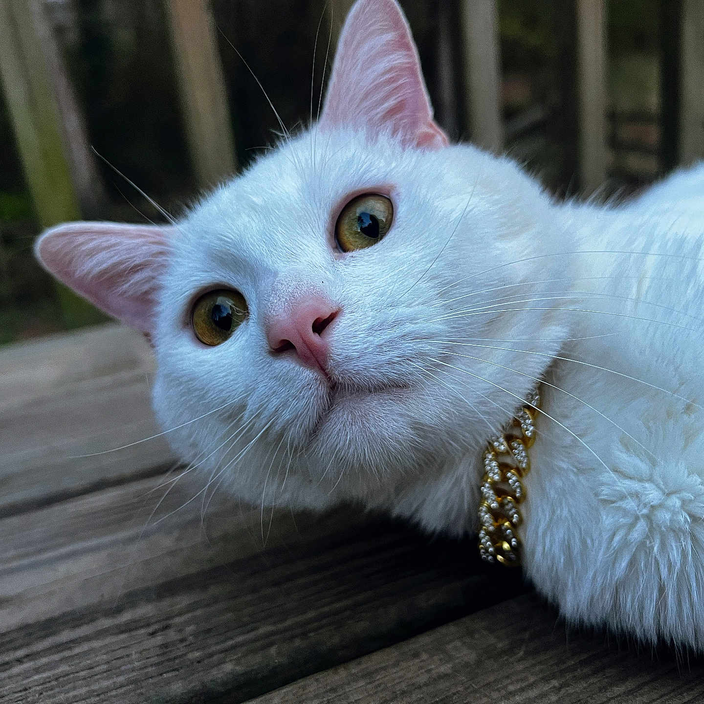 Gojo joined the competition — help win amazing prizes! cat, white_cat, close_up, outdoor, wooden_deck, golden_eyes, whiskers, fluffy, pet, collar, gold_chain, animal, curious, feline, portrait, domestic_cat, relaxed, nature, daylight, cute