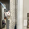 Gojo joined the competition — help win amazing prizes! cat, clothing, curious, curtain, doorway, feline, floor, gold_collar, home_interior, household_items, indoor, laundry_basket, light_switch, mirror, patterned_fabric, peeking, pet, reflection, wall, white_cat
