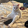Gojo joined the competition — help win amazing prizes! cat, white_cat, bed, blanket, smartphone, collar, indoor, furniture, lamp, sofa, clothes, relaxed, pet, animal, home, curtains, textured_blanket, sitting, looking, gold_chain
