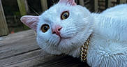 Gojo is registered to the contest to win money with this photo: animal, close_up, collar, curious, daylight, ears, face, fluffy, fur, gold_chain, golden_eyes, lying_down, nature, outdoor, pet, pink_nose, portrait, whiskers, white_cat, wooden_deck