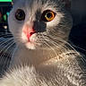 Gojo is registered to the contest to win money with this photo: cat, white_cat, close_up, golden_eyes, pink_nose, whiskers, fur, portrait, pet, animal, indoor, sunlight, shadow, sharp_detail, domestic_cat, face, cute, feline, mammal, bright_eyes