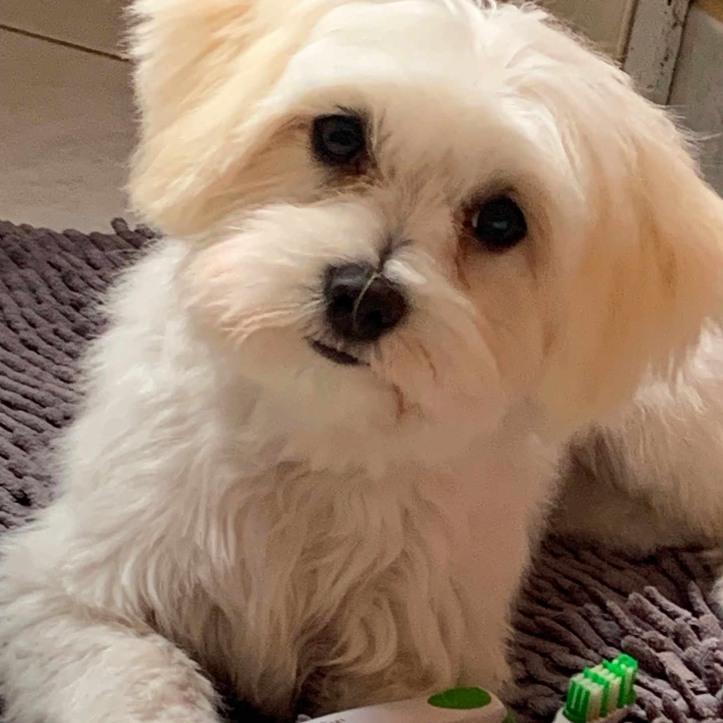 Nala a rejoint le concours — aidez-le/la à gagner de superbes lots ! animal, cute, dog, domestic_animal, ears, floor, fluffy, friendly, fur, household, indoor, laying_down, looking_at_camera, mat, nose, pet, portrait, small_dog, toothbrush, white_dog