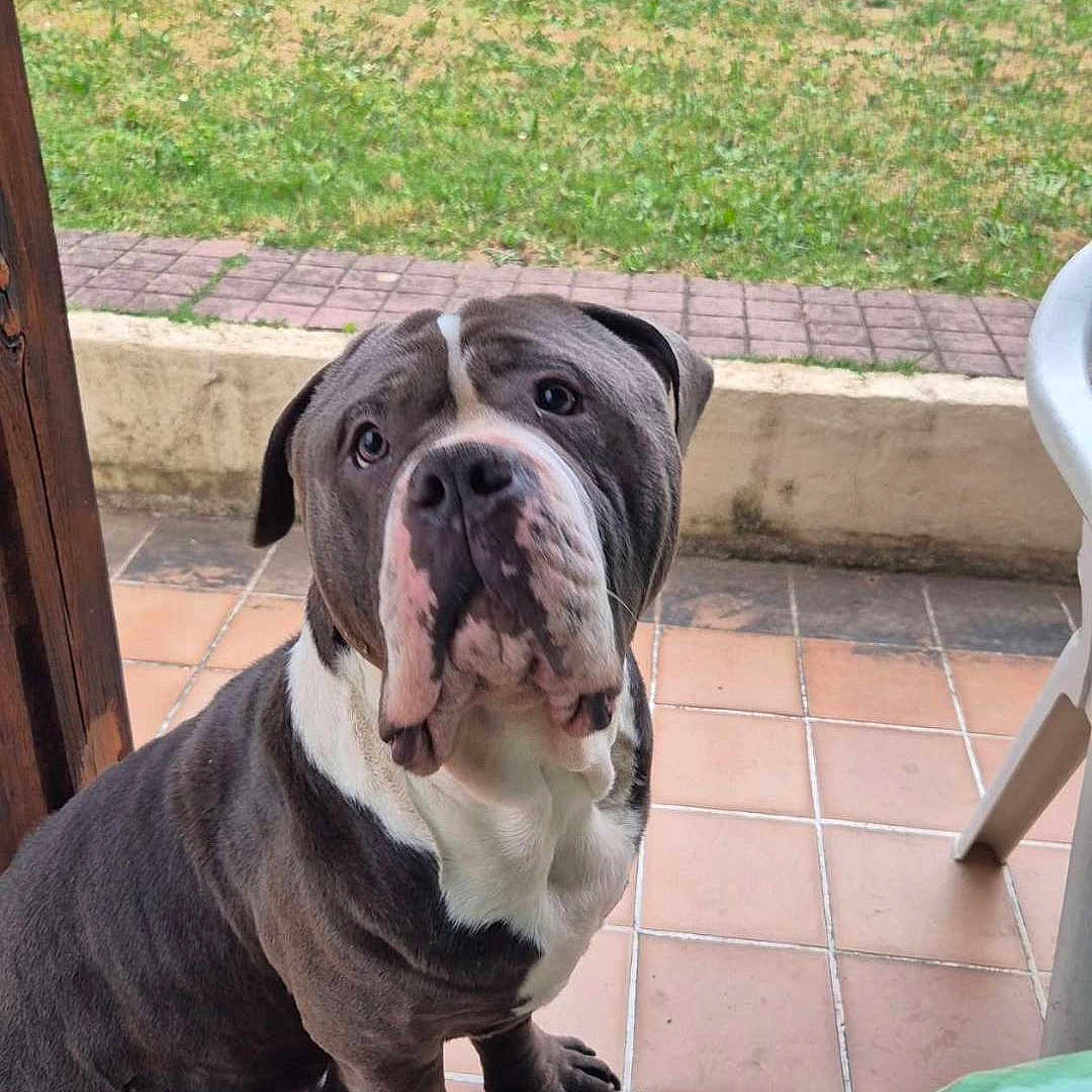 Thanos a rejoint le concours — aidez-le/la à gagner de superbes lots ! canine, companion, curious, dog, earthenware_tiles, fence, garden, grass, gray_coat, outdoor, patio, person_leg, pet, plant, shoe, sitting, tree, waiting, wall, white_coat