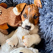 Aston participe au concours pour gagner de l'argent avec cette photo : puppy, dog, toy, stuffed_animal, blanket, fluffy, cute, pet, fur, paw, snout, eyes, indoors, cozy, soft, animal, sleeping_area, comfort, closeup, resting