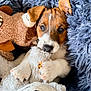 puppy, dog, toy, stuffed_animal, blanket, fluffy, cute, pet, fur, paw, snout, eyes, indoors, cozy, soft, animal, sleeping_area, comfort, closeup, resting