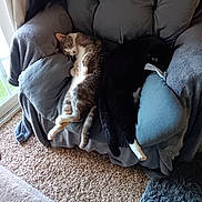 Lucky Ducky joined the competition — help win amazing prizes! armchair, black_cat, blanket, carpet, cat, cats, cozy, cushion, feline, gray_cat, home, indoor, nap, natural_light, pet, relaxed, resting, sleeping, white_paws, window