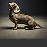 dog, dachshund, pet, animal, studio, portrait, lighting, shadow, brown, smooth_coat, floor, minimalist, side_view, canine, domestic_animal, short_legs, long_body, ears, indoor, still_life