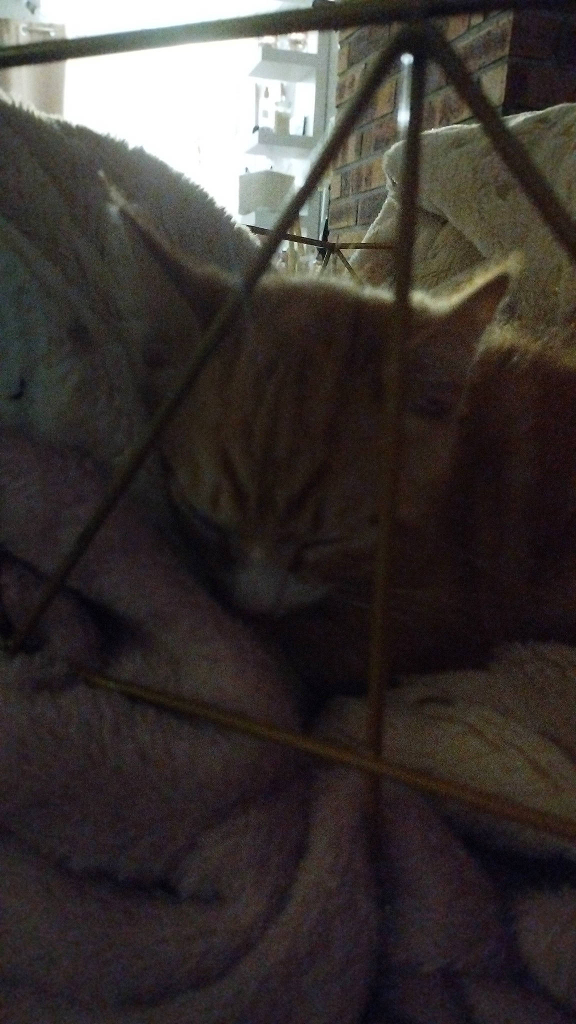 Naya participe au concours pour gagner de l'argent avec cette photo : building, carnivore, cat, domestic_short_haired_cat, fawn, felidae, fence, fur, grey, house, metal, sky, small_to_medium_sized_cats, snout, tail, terrestrial_animal, tree, whiskers, wildlife, wood